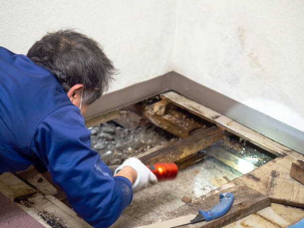 Best Post-Flood Mold Remediation in Sheridan, CA