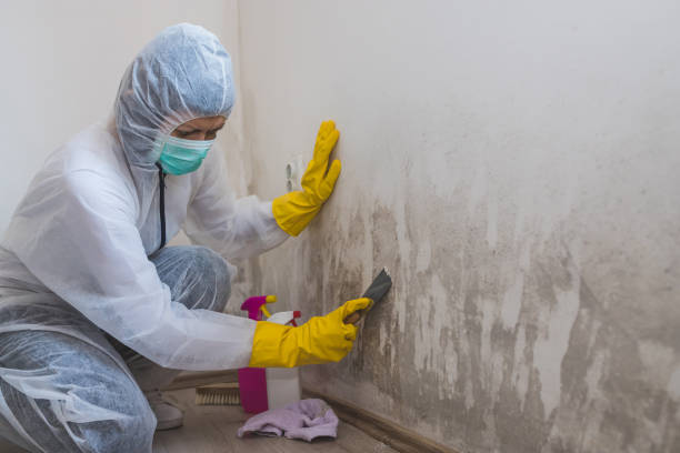 Best Crawl Space Mold Remediation in Sheridan, CA