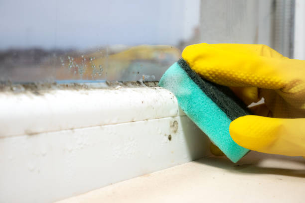 Best Kitchen Mold Remediation in Sheridan, CA
