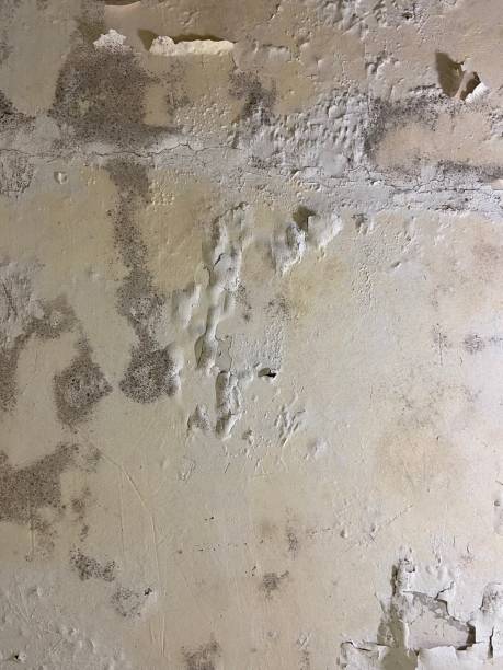 Best Health and Safety Mold Remediation in Sheridan, CA