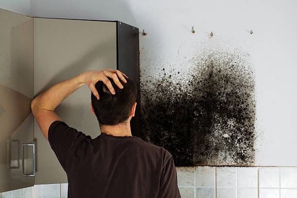 Best Localized Mold Remediation (e.g., coastal areas, humid climates) in Sheridan, CA