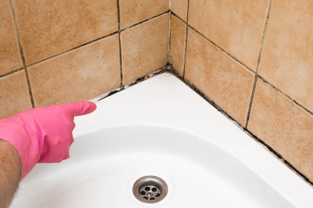 Professional Mold Remediation in Sheridan, CA